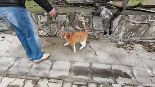 Clementine the cat doesnt want any other cats around us besides herself