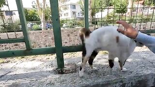 Gabby the cat greets us every time with a constant, loud meow