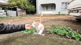 Cute stray cat keeps rolling over on its back and asking me for food