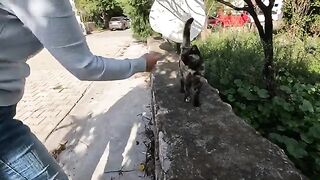 Beautiful cat with the wonderful fur now lets me pet her