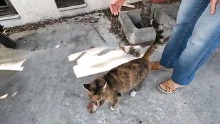 Caramel the cat was very hungry and very happy to see us
