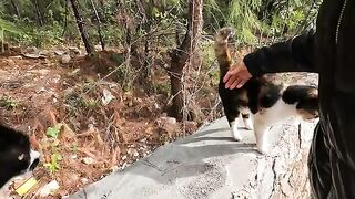 Dali the cat and Slappy the cat were waiting for us together