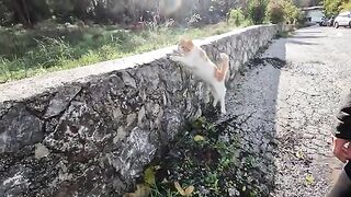 The loving purring of a street cat will warm your heart