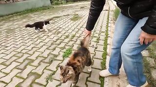 Stray cat always greets me by wrapping its paws around my arm