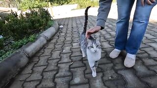 Beautiful cat with eyeliner came to us with his cute meow