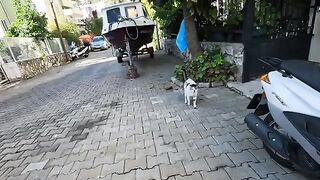 Every cat that saw the food came to us one by one