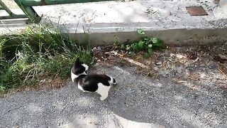 The kitten who asked us for food was very cute and friendly
