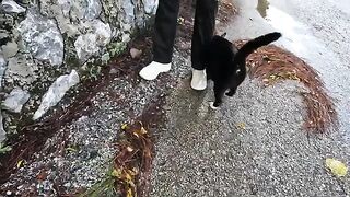 While I was petting the black cat, Dali the cat was rubbing her head against me