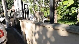 Three cats meowing in similar tones gathered around us