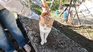 Ollie the cat hid under the car when he saw the dog