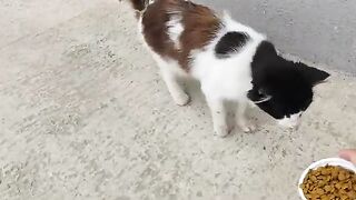 We noticed the stray cats were hungry and gave them some food.