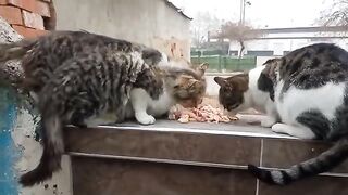 I fed chicken to the stray cats.