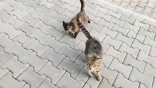 When cats see me, they come running to eat.