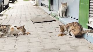 I walk the streets and try to feed the stray cats I see.