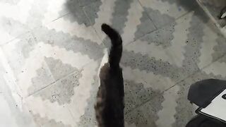 The stray cats were waiting for me to leave the house again.