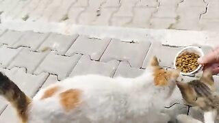 The cats are meowing, theyre very hungry and they want food from me.