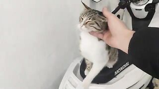A tabby street cat in need of love.