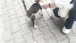 I enjoy feeding stray cats and I recommend you do the same.