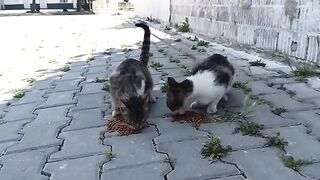 A lovely meal with street cats accompanied by the sounds of birds.