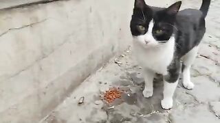 I came across a cat in a tuxedo and also an orange cat.