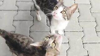 I Was Just About to Enter Home Then These Two Cats Appeared.