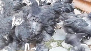 Chicken chicken