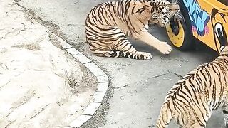 Cheetahs Attacked the Tourist Bus