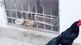 Beautiful chicken