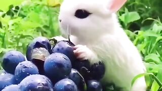 Viral video