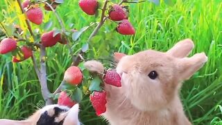 Nice video