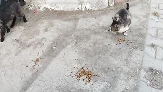 I have feeding points and I go there to feed stray cats whenever I get the chance.