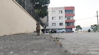 My street cats come running to me when they see me.