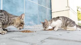 Bon appétit to my street cats, they are very happy!