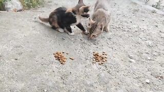A mother cat, two kittens, and one of the kittens is a spotted breed.