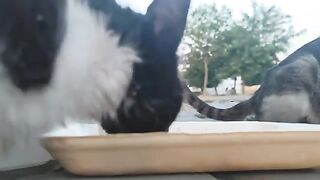 Two stray cats ate their fill together.