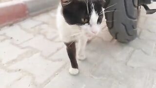 A street cat in a tuxedo, meowing to indicate its hungry.