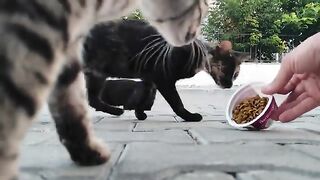 Parents and children can watch how street cats eat.