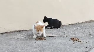 The orange and white spotted cat and the black cat ate together.