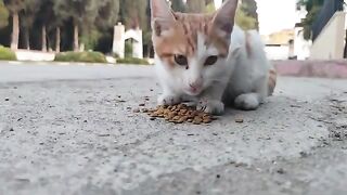 The cats with mixed colors were hungry.