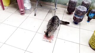 I always feed the cat you see in the video, you can see how its gaining weight.