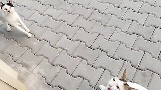Two white cats are meowing loudly, waiting for food from me.
