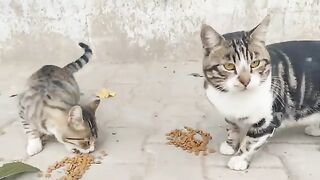 If you want therapy, feed the stray cats.
