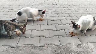 I fed the stray cats waiting at the door I hope they ate well.