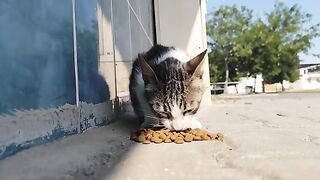 I saw a hungry cat alone on the street.