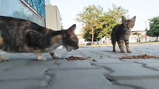 Video of my daily routine feeding stray cats, filmed with my phone camera.