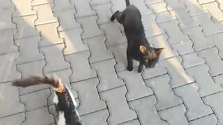 When I return home, my stray cats are always waiting for me.