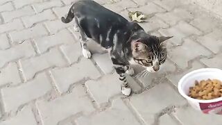 All of them are sweet and adorable street cats.