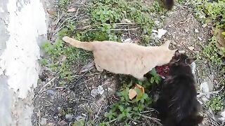 I am happy when I see stray cats happily eating the food I give them.