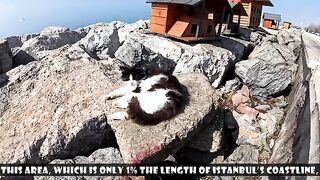 A Mother Cat and Her Tiny Kittens Abandoned Among Hundreds of Stray Cats.