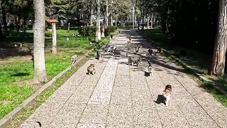 This Man Lives Only for the Happiness of Stray Cats